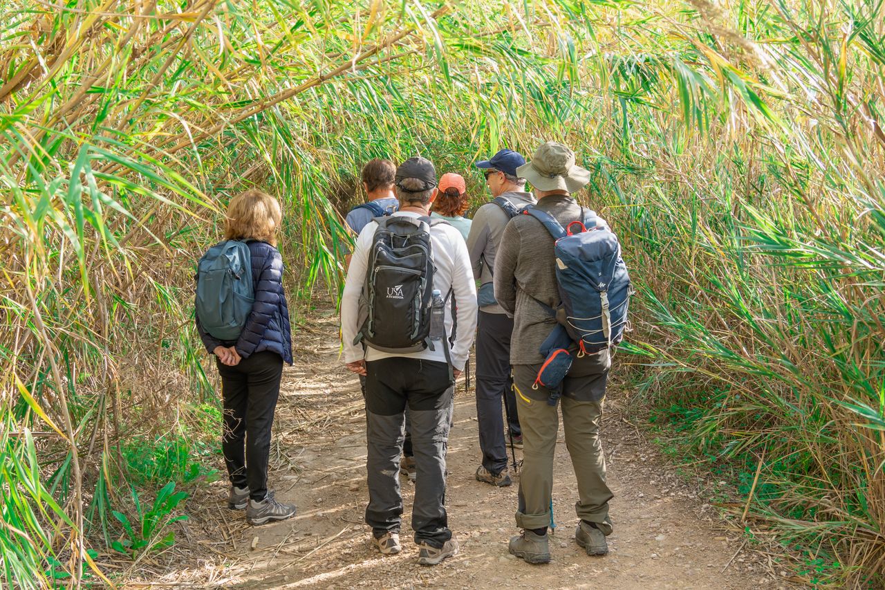 A group of diverse adults hiking along a narrow, lush forest path on a sunny day.