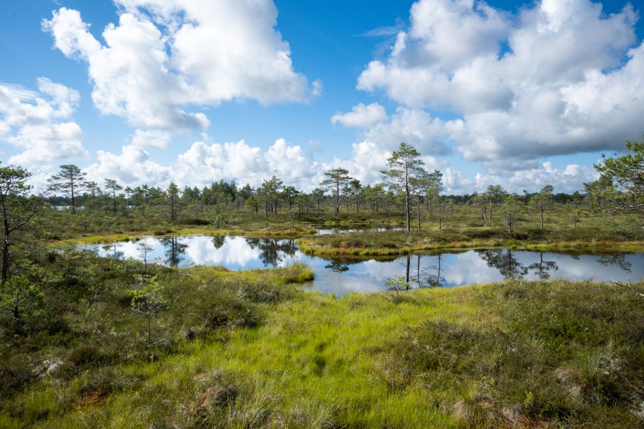Peaceful Estonian bog scene with lush greenery and water reflections under a bright blue sky.