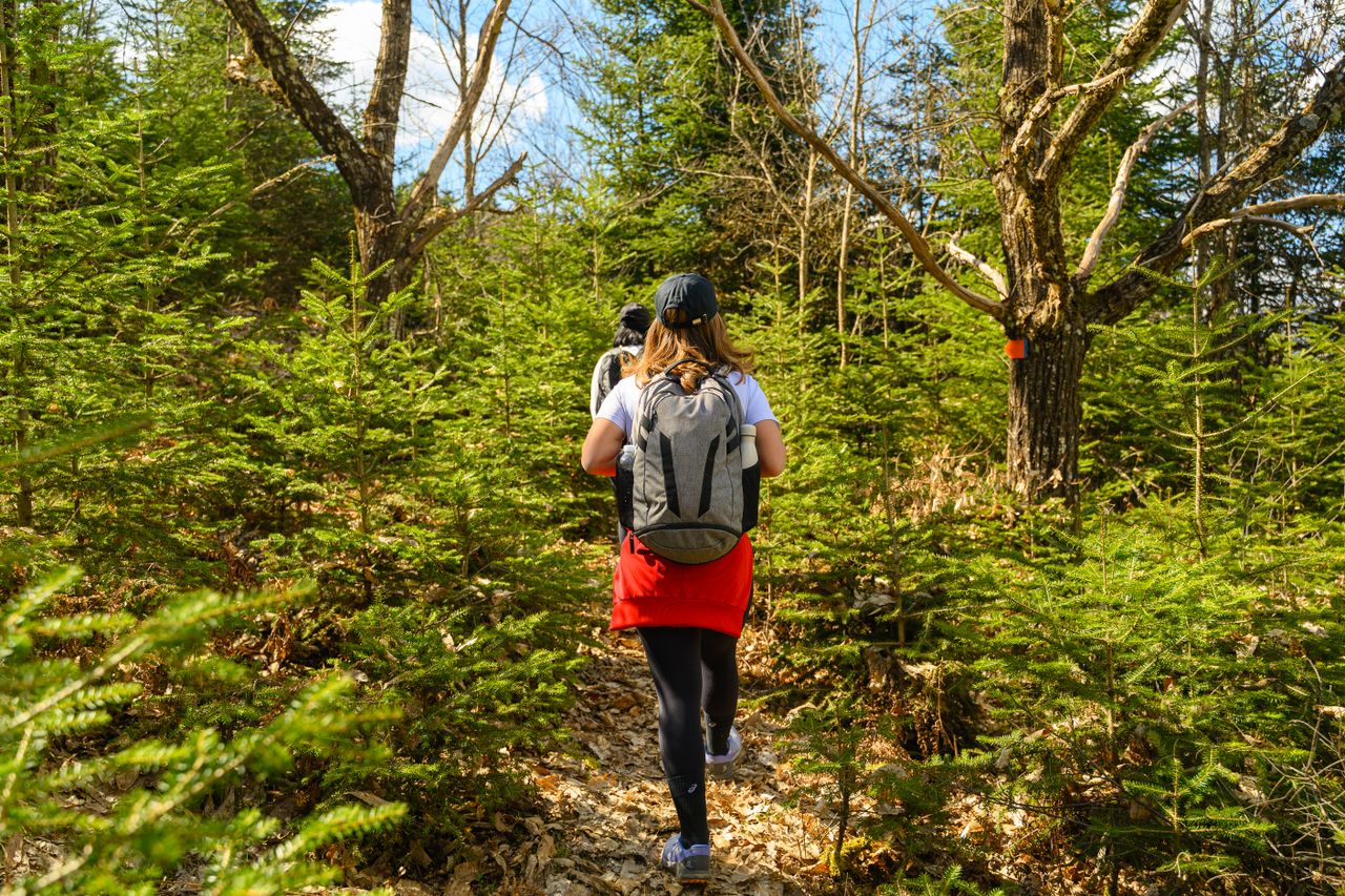 embark Two hikers traverse a lush, green forest trail on a sunny spring day, capturing the essence of adventure.